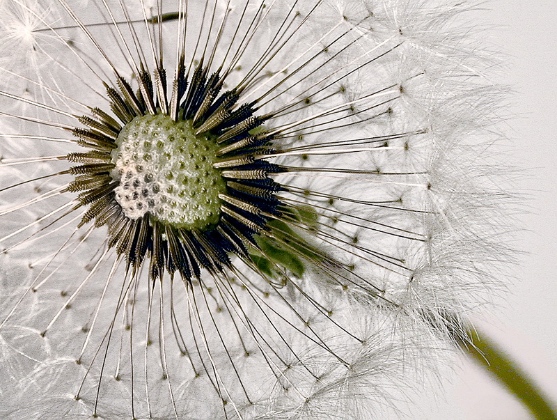 Blume Dscn3117 Kopie.jpg   26.04.jpg -           